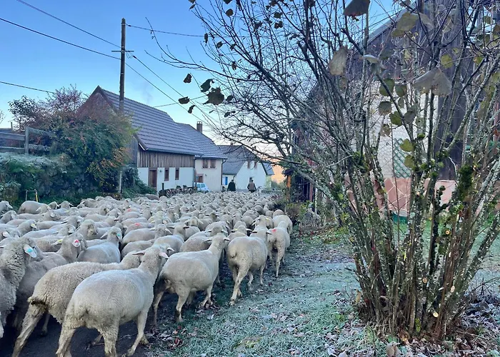 Maison independante de montagne en ALSACE