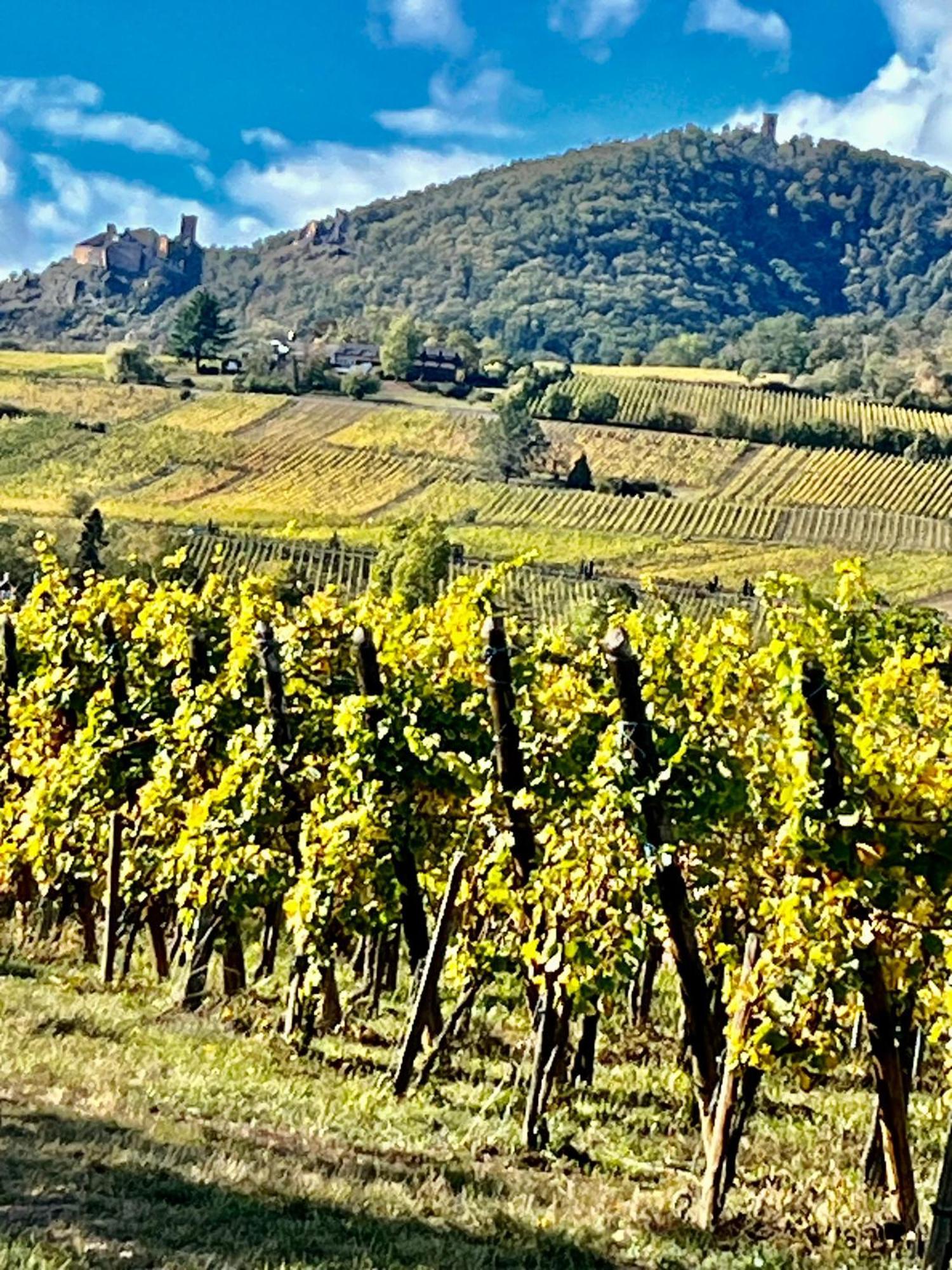 Maison Independante De Montagne En Alsace Bellefosse