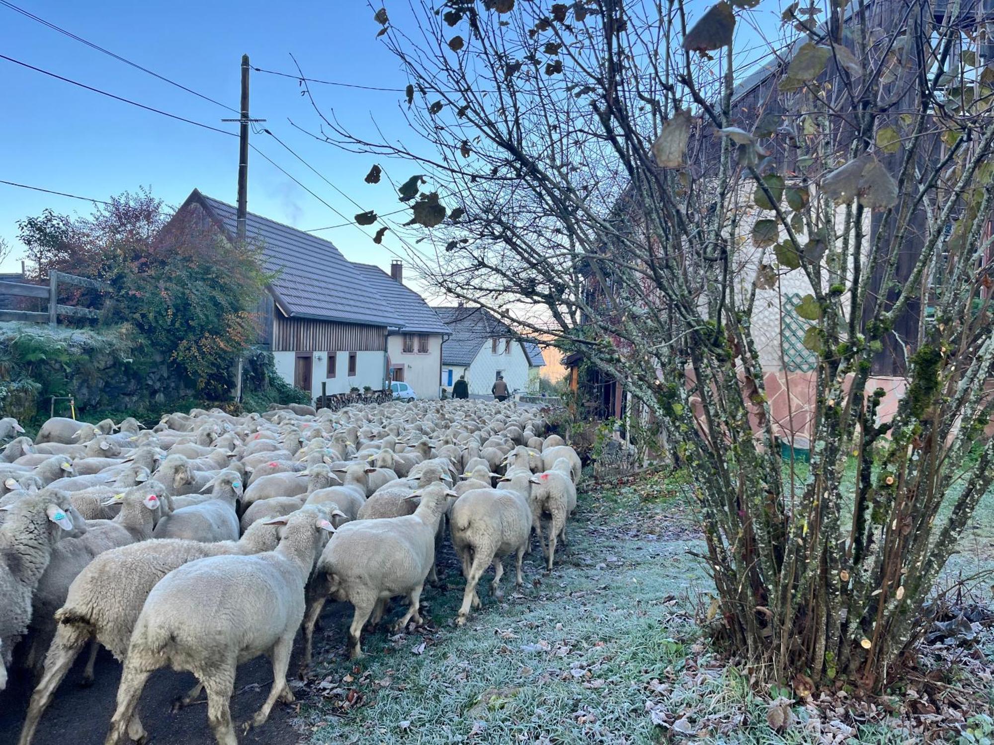 Ferienhaus Maison Independante De Montagne En Alsace *
