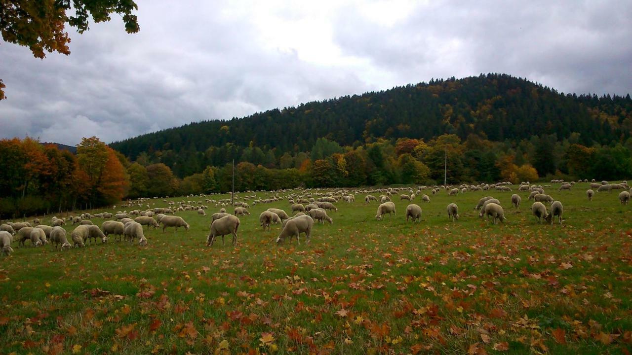 Maison Independante De Montagne En Alsace Hébergement de vacances